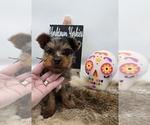 Puppy Hagrid Yorkshire Terrier