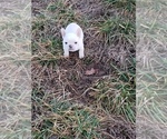 Small Photo #10 French Bulldog Puppy For Sale in BONE CAVE, TN, USA
