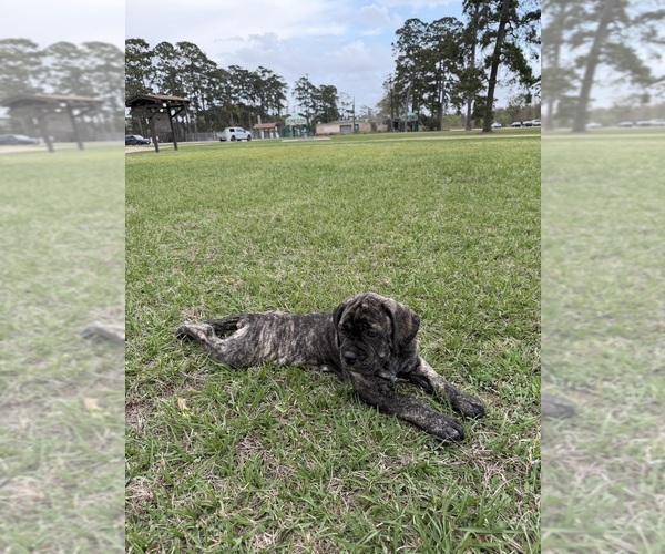 Medium Photo #10 Cane Corso-Mastiff Mix Puppy For Sale in NEW CANEY, TX, USA
