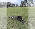 Small Photo #11 Cane Corso-Mastiff Mix Puppy For Sale in NEW CANEY, TX, USA