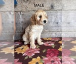 Small #26 Goldendoodle mix (+ Poodle Miniature)