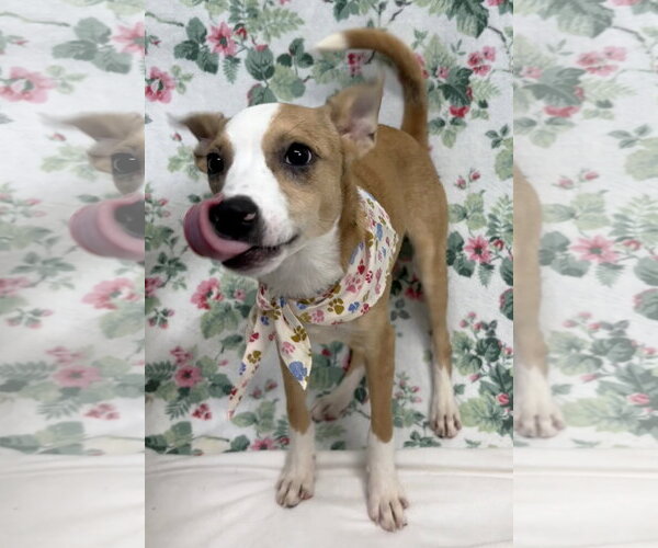 Medium Photo #2 Mutt Puppy For Sale in Wetumpka, AL, USA