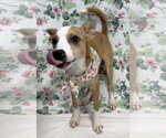 Small #1 Mutt
