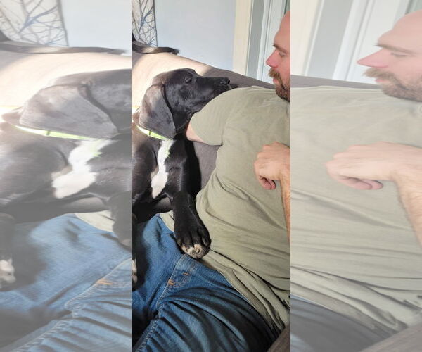Medium Photo #4 Great Dane-Unknown Mix Puppy For Sale in New London, WI, USA