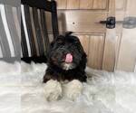 Small Photo #7 Bernedoodle (Miniature) Puppy For Sale in FRANKLIN, IN, USA
