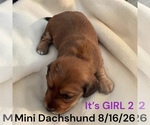 Small #9 Dachshund