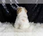 Small Photo #12 Maltipoo Puppy For Sale in WARSAW, IN, USA