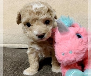 Maltese-Poodle (Toy) Mix Puppy for sale in IRVINE, CA, USA