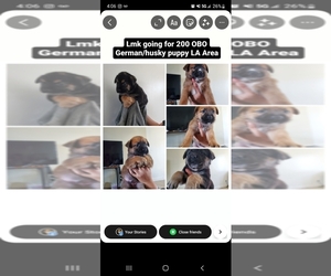 German Shepherd Dog-Siberian Husky Mix Puppy for sale in LOS ANGELES, CA, USA