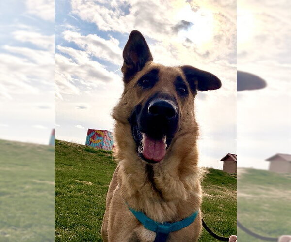 Medium Photo #1 German Shepherd Dog Puppy For Sale in Brighton, CO, USA