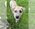 Small #1 Sheprador
