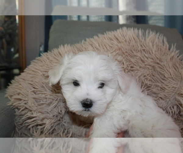 Medium Photo #2 Maltese-Schnoodle (Miniature) Mix Puppy For Sale in PUEBLO WEST, CO, USA
