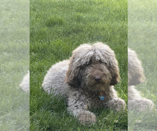 Medium Photo #1 Labradoodle Puppy For Sale in STAMFORD, CT, USA