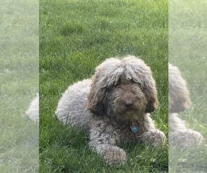 Mother of the Labradoodle puppies born on 06/29/2026