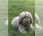 Small Photo #1 Labradoodle Puppy For Sale in STAMFORD, CT, USA