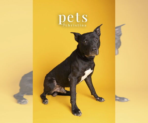 Medium Photo #9 Mutt Puppy For Sale in Foristell, MO, USA