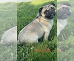 Small Photo #1 Pug Puppy For Sale in CANOGA, NY, USA