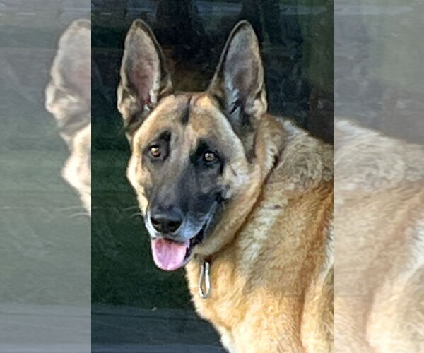 Medium Photo #1 German Shepherd Dog Puppy For Sale in Phoenix, AZ, USA