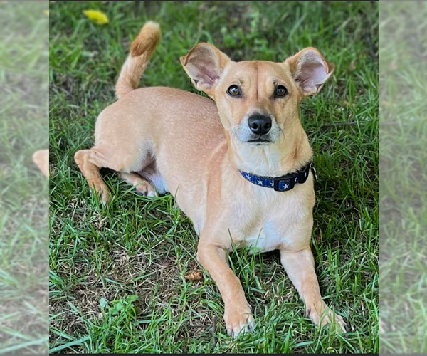 Medium Photo #1 Chihuahua-Unknown Mix Puppy For Sale in Cranston, RI, USA