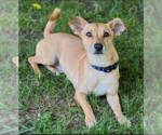 Small Chihuahua Mix
