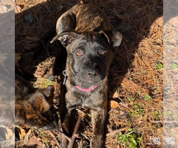Medium Photo #9 Labrador Retriever-Unknown Mix Puppy For Sale in Washington, DC, USA