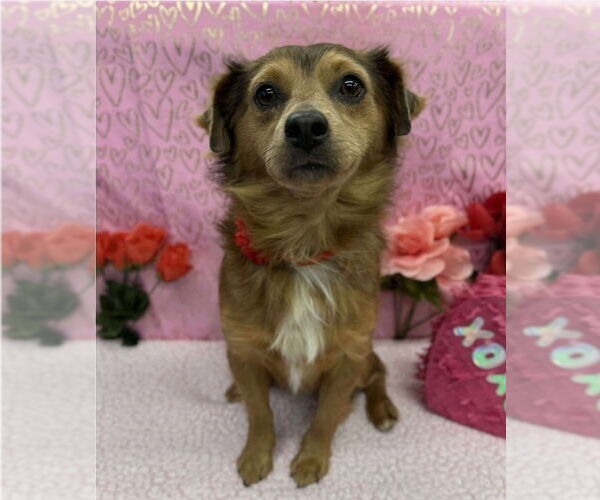 Medium Photo #1 Chihuahua-Unknown Mix Puppy For Sale in Lakewood, CO, USA