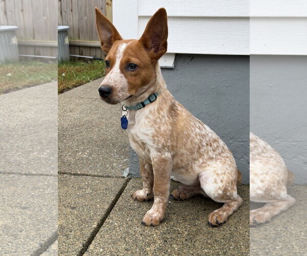 Medium Photo #1 Mutt Puppy For Sale in Garden City, NY, USA