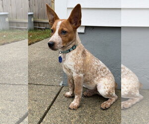 Mutt Dogs for adoption in Garden City, NY, USA