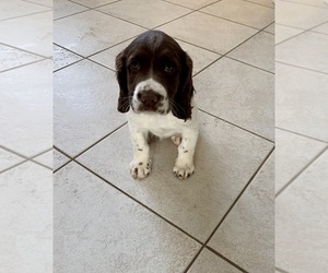 English Springer Spaniel Puppy for Sale in FREEHOLD, New Jersey USA