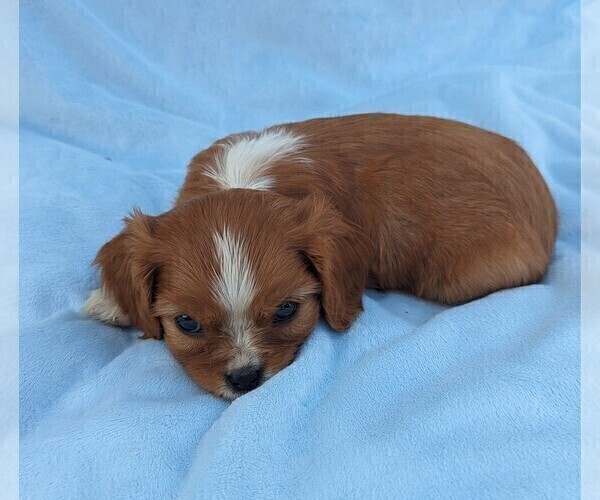 Medium Photo #1 Cavalier King Charles Spaniel Puppy For Sale in DUNNVILLE, KY, USA