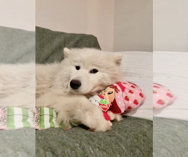 Medium Photo #4 Samoyed Puppy For Sale in Sykesville, MD, USA