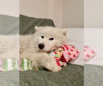 Small #3 Samoyed