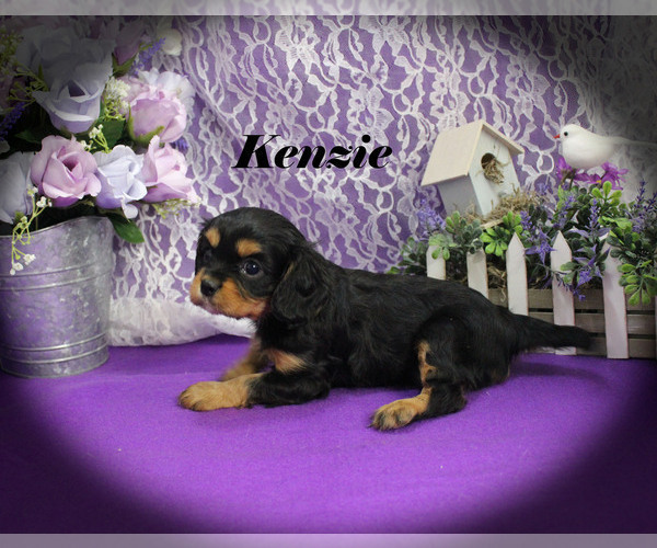 Medium Photo #15 Cavalier King Charles Spaniel Puppy For Sale in CHANUTE, KS, USA