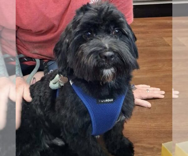 Medium Photo #2 Shih Apso Puppy For Sale in Spring Lake, NC, USA