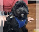 Small #1 Shih Apso