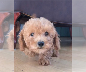 Poodle (Miniature) Puppy for sale in FREDERICKSBURG, VA, USA
