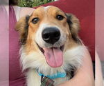 Small #2 Collie Mix