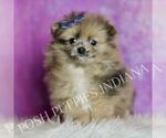 Small Photo #40 Pomeranian Puppy For Sale in WARSAW, IN, USA