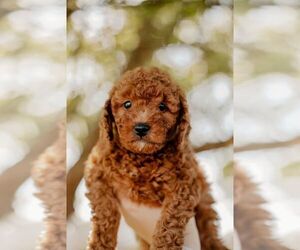 Goldendoodle (Miniature) Puppy for sale in PATTERSON, CA, USA