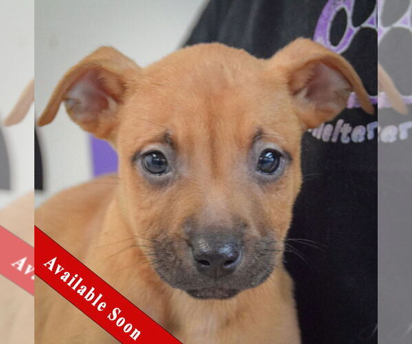 Medium Photo #1 American Staffordshire Terrier-Boxer Mix Puppy For Sale in Huntley, IL, USA