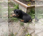 Small Photo #13 Rottweiler Puppy For Sale in COTTAGE GROVE, OR, USA