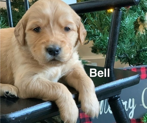 Medium Photo #32 Golden Retriever Puppy For Sale in LE ROY, MN, USA