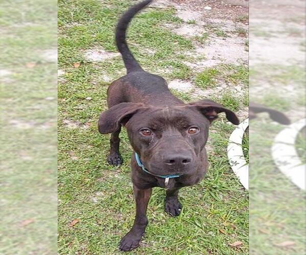 Medium Photo #3 Labrador Retriever Puppy For Sale in Fort Lauderdale, FL, USA