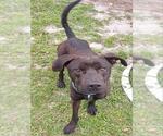 Small #2 Labrador Retriever