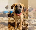 Small Anatolian Shepherd Mix