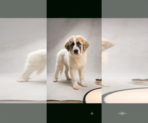 Medium Photo #1 Great Pyrenees-Unknown Mix Puppy For Sale in Vail, AZ, USA