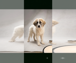 Small Great Pyrenees Mix