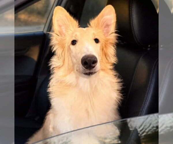 Medium Photo #2 Collie Puppy For Sale in Dublin, OH, USA