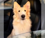Small Photo #2 Collie Puppy For Sale in Dublin, OH, USA