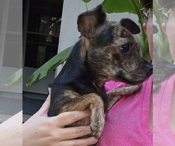 Medium Photo #2 Chihuahua-Unknown Mix Puppy For Sale in OKLAHOMA CITY, OK, USA